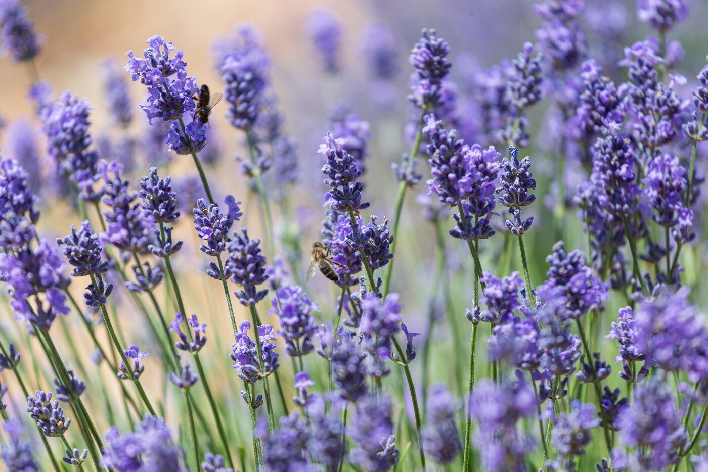 für Ihre privaten Foto